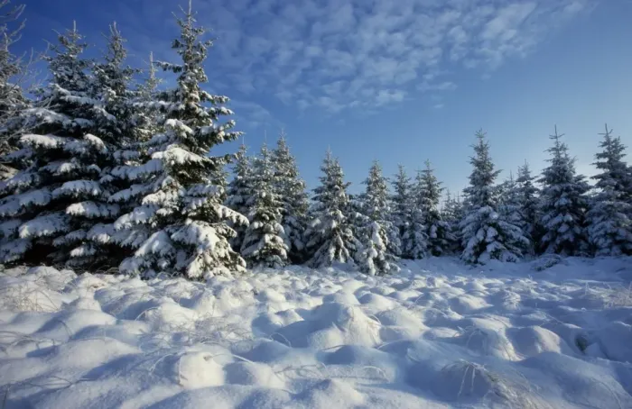 Framed Print : Winter landscape with pine-wood and snow / Hautes fagnes / Belgium Framed Print : Winter landscape with pine-wood and snow / Hautes fagnes / Belgium