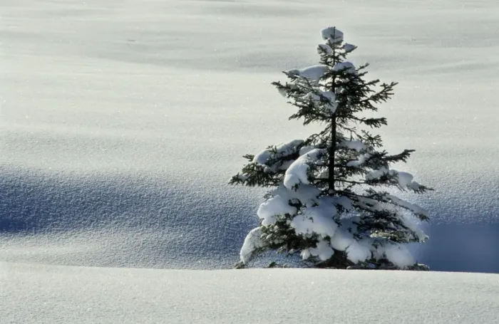 Framed Print : Winter landscape with spruce-fir in snow / Hautes fagnes / Belgium Framed Print : Winter landscape with spruce-fir in snow / Hautes fagnes / Belgium