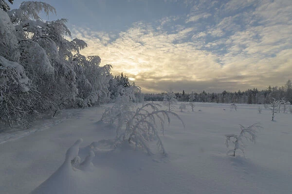 Winter landschap; winter forest landscape
