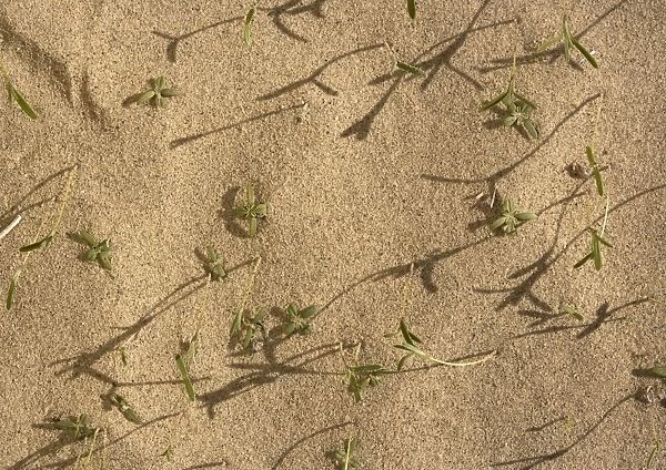 Winter Rainfall - seedlings comong up in Eureka Dunes after heavy winter rain. Death Valley National Park, USA