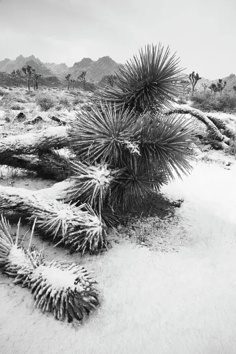 Framed Print : Winter storm, Joshua Tree National Park, California Date: 26-01-2020