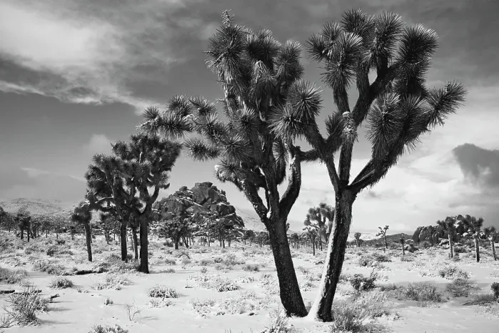 Framed Print : Winter storm, Joshua Tree National Park, California Date: 26-01-2020 Framed Print : Winter storm, Joshua Tree National Park, California Date: 26-01-2020