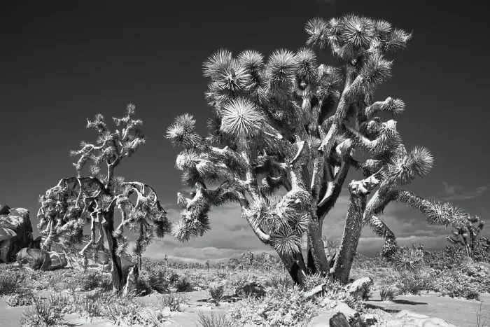 Framed Print : Winter storm, Joshua Tree National Park, California Date: 26-01-2020 Framed Print : Winter storm, Joshua Tree National Park, California Date: 26-01-2020