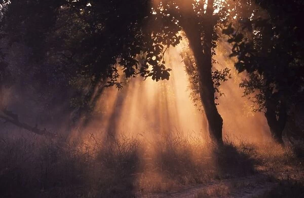 Winter sun - breaking through the sal forest, Kanha National Park, India