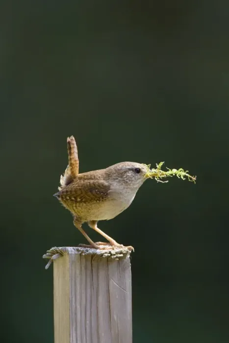 Framed Print : (Winter) Wren Back-lit image of male carrying moss for nest material. Cleveland. UK Framed Print : (Winter) Wren Back-lit image of male carrying moss for nest material. Cleveland. UK