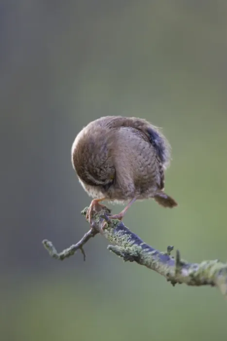 Framed Print : (Winter) Wren Back-lit image of wren preening. Cleveland. UK Framed Print : (Winter) Wren Back-lit image of wren preening. Cleveland. UK