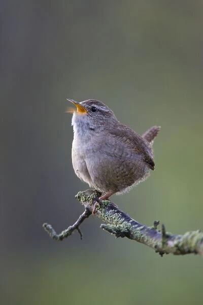 (Winter) Wren Back-lit image of wren singing in early morning light, showing rapid motion of lower mandible during a burst of song. Cleveland. UK