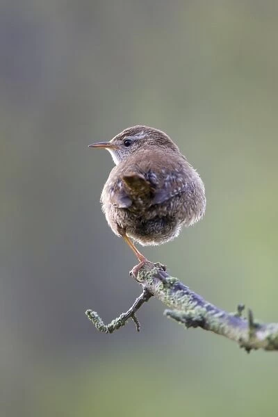 (Winter) Wren Back view perched on one leg. Back-lit in early morning light. Cleveland. UK
