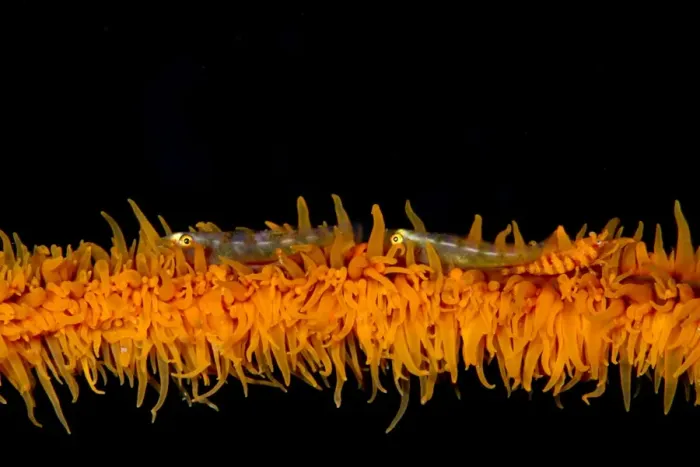 Framed Print : Two Wire Coral Gobies and a Zanzibar Shrimp (Dasycaris zanzibarica) on a spiral coral - Indonesia Framed Print : Two Wire Coral Gobies and a Zanzibar Shrimp (Dasycaris zanzibarica) on a spiral coral - Indonesia