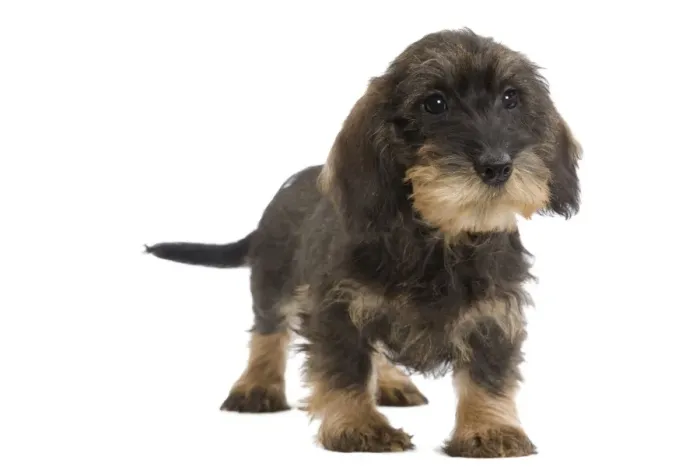 Framed Print : Wire-haired Dachshund  /  Teckel - puppy in studio Also know as Doxie  /  Doxies in the US