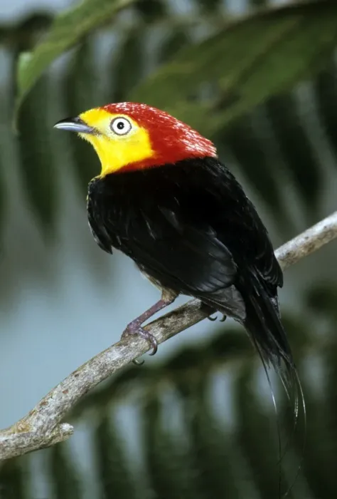 Framed Print : Wire-tailed Manakin Framed Print : Wire-tailed Manakin