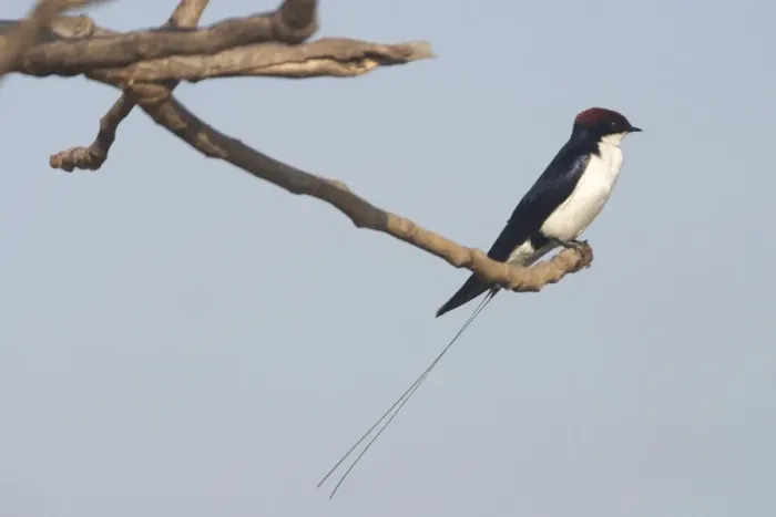 Framed Print : Wire-tailed Swallow - Perched on branch, A widespread Indian resident inhabiting open country and cultivated areas near water. Photographed at Goa, India, Asia Framed Print : Wire-tailed Swallow - Perched on branch, A widespread Indian resident inhabiting open country and cultivated areas near water. Photographed at Goa, India, Asia