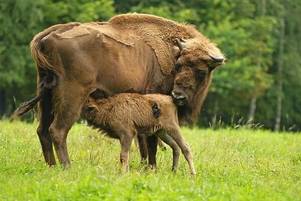 Wisent. SM-1789. European Bison - with young feeding