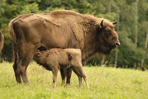 Wisent. SM-1790. European Bison - with young feeding