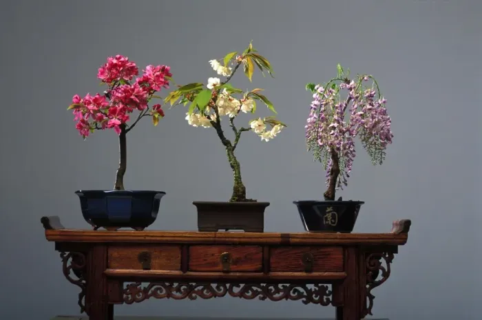 Framed Print : Wistaria, Prunus and Malus - Wistaria, bonsai Japenese peach and Malus trees