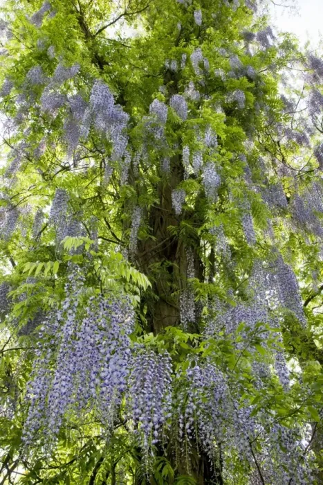 Framed Print : Wisteria Plant - with flowers Framed Print : Wisteria Plant - with flowers
