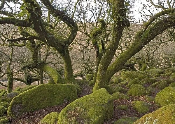 Wistman's wood, Devon. High altitude common oak wood with abundant epiphytes. Dartmoor