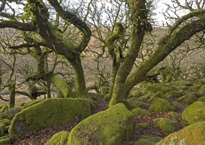Framed Print : Wistman's wood, Devon. High altitude common oak wood with abundant epiphytes. Dartmoor Framed Print : Wistman's wood, Devon. High altitude common oak wood with abundant epiphytes. Dartmoor