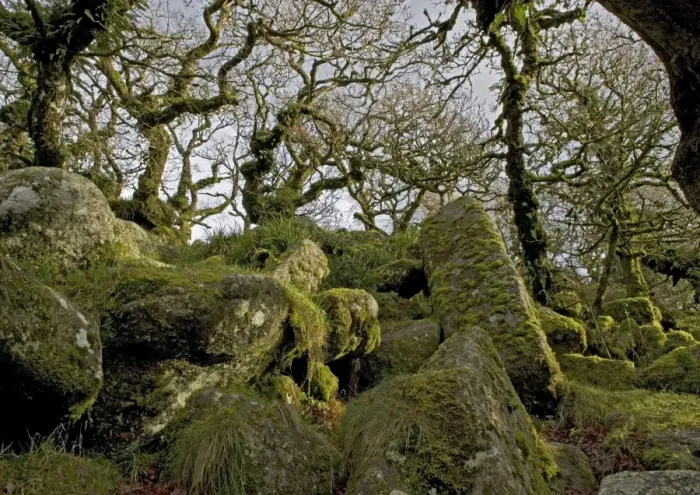 Framed Print : Wistman's wood, Devon. High altitude common oak wood with abundant epiphytes. Dartmoor Framed Print : Wistman's wood, Devon. High altitude common oak wood with abundant epiphytes. Dartmoor