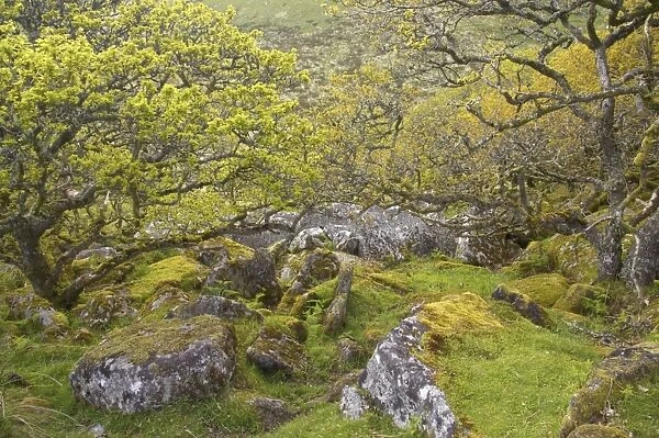 Wistmans Wood showing old Oaks and moss covered rocky understory Dartmoor National Park Devon, UK LA000213
