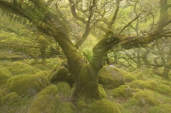 Wistmans Wood showing old Oaks and moss covered rocky understory Dartmoor National Park Devon, UK Zoom Blurs (not digitally enhanced) LA000205