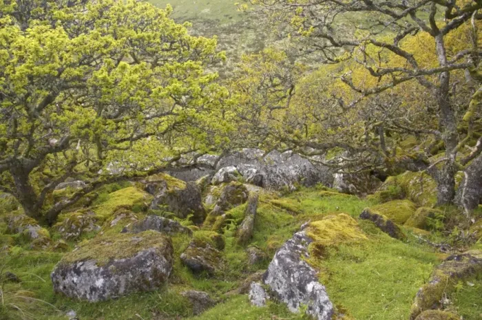 Framed Print : Wistmans Wood showing old Oaks and moss covered rocky understory Dartmoor National Park Devon, UK LA000213 Framed Print : Wistmans Wood showing old Oaks and moss covered rocky understory Dartmoor National Park Devon, UK LA000213