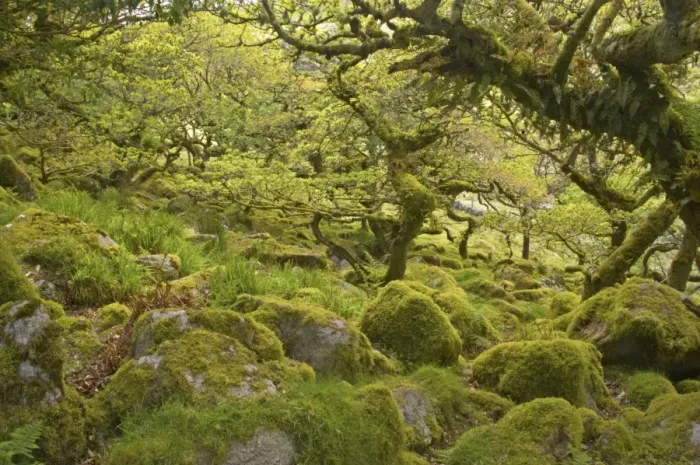 Framed Print : Wistmans Wood showing old Oaks and moss covered rocky understory Dartmoor National Park Devon, UK LA000209 Framed Print : Wistmans Wood showing old Oaks and moss covered rocky understory Dartmoor National Park Devon, UK LA000209