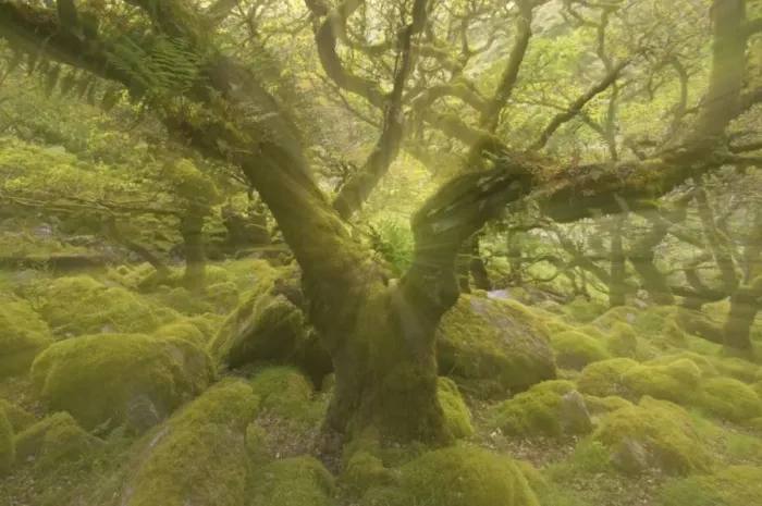 Framed Print : Wistmans Wood showing old Oaks and moss covered rocky understory Dartmoor National Park Devon, UK Zoom Blurs (not digitally enhanced) LA000205 Framed Print : Wistmans Wood showing old Oaks and moss covered rocky understory Dartmoor National Park Devon, UK Zoom Blurs (not digitally enhanced) LA000205