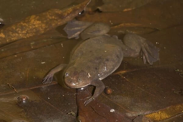 Witte's Clawed Frog - Nyungwe - Rwanda - Africa