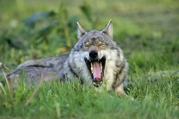 Wolf - animal resting and yawning Hessen, Germany
