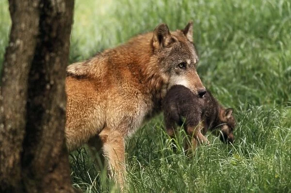 Wolf - Carrying pup in mouth