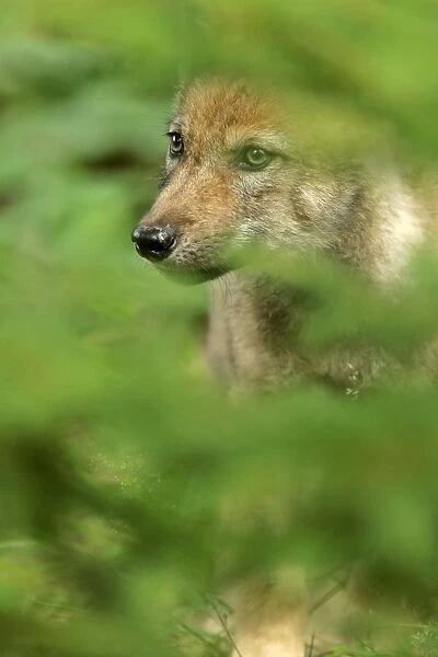 Wolf cub portrait of young peering through dense foliage Bavaria, Germany