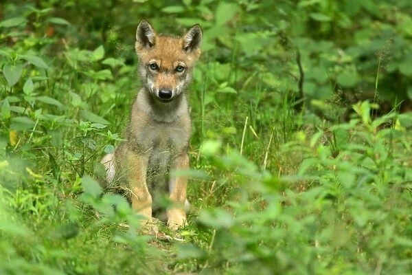 Wolf cub sitting on forest clearing looking into camera Bavaria, Germany