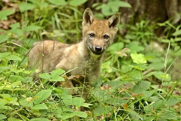 Wolf cub standing on forest clearing looking into camera Bavaria, Germany