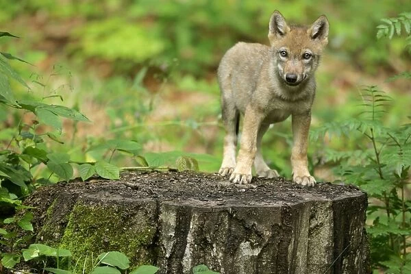 Wolf cub standing on tree trunk looking into camera Bavaria, Germany