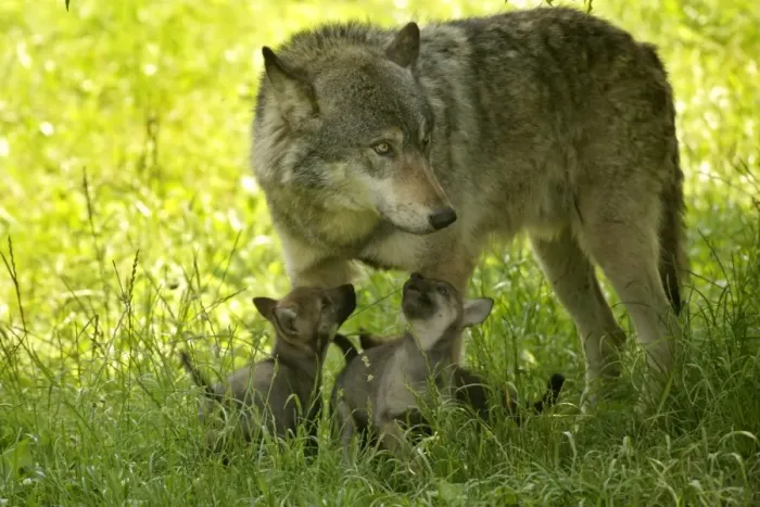 Framed Print : Wolf with cubs Bavaria, Germany Framed Print : Wolf with cubs Bavaria, Germany