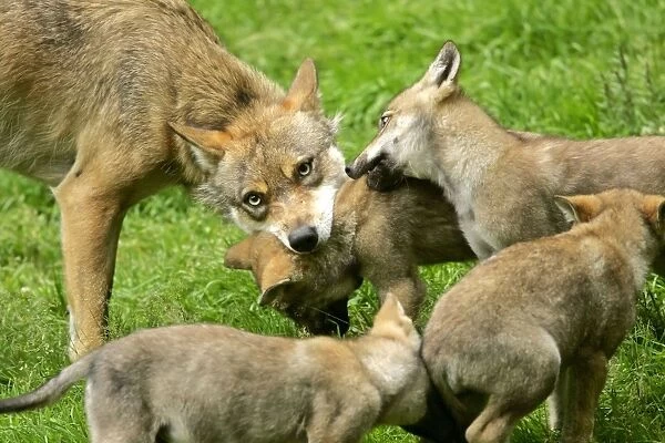 Wolf family she-wolf and cubs teasing each other by biting playfully Bavaria, Germany