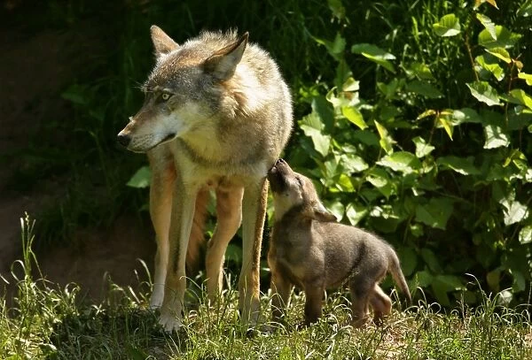 Wolf family She-wolf and very young cub seeking contact Baden-Wuerttemberg, Germany