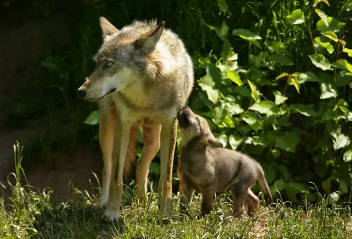 Framed Print : Wolf family She-wolf and very young cub seeking contact Baden-Wuerttemberg, Germany Framed Print : Wolf family She-wolf and very young cub seeking contact Baden-Wuerttemberg, Germany