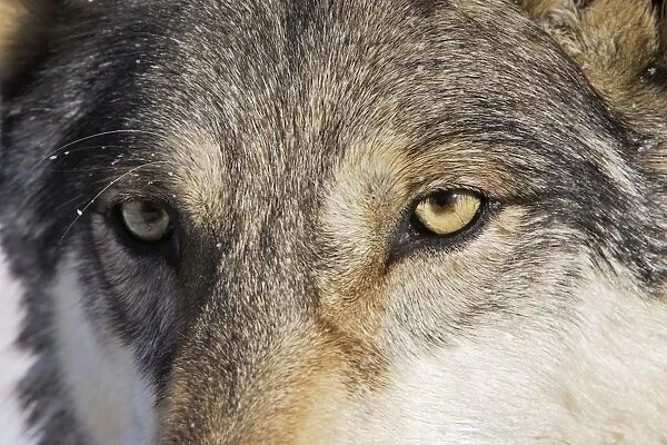 Wolf  /  Gray Wolf  /  Timber Wolf - close-up Minnesota USA