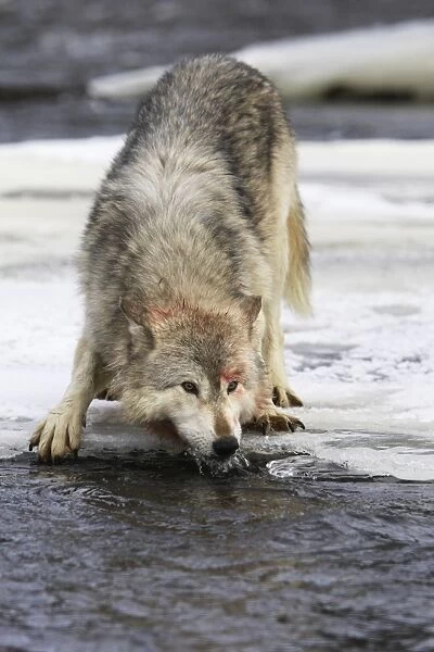 Wolf  /  Gray Wolf  /  Timber Wolf - drinking from river Minnesota USA
