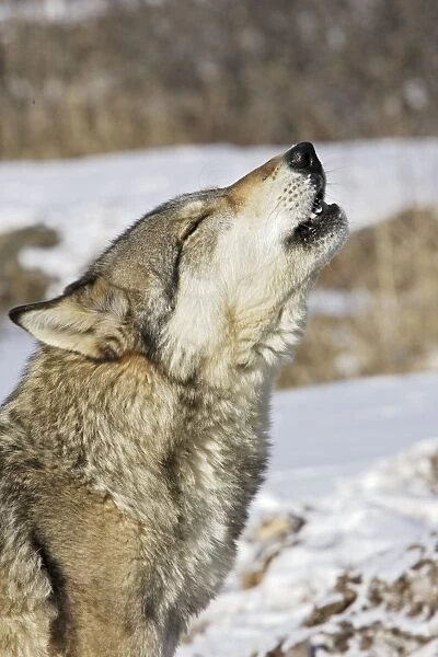 Wolf  /  Gray Wolf  /  Timber Wolf - howling Minnesota USA