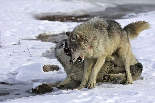 Wolf  /  Gray Wolf  /  Timber Wolf - two males fighting Minnesota USA