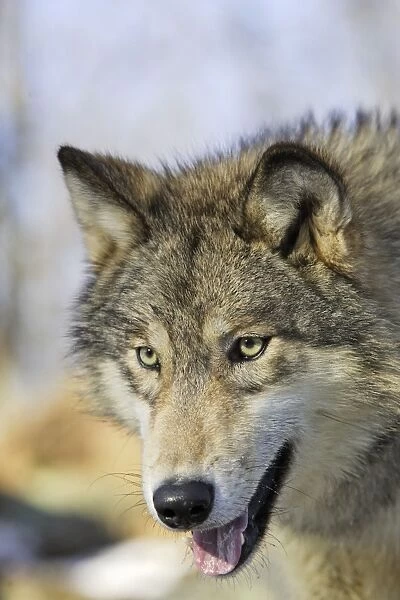 Wolf  /  Gray Wolf  /  Timber Wolf Minnesota USA