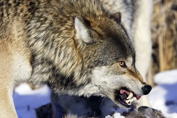Wolf  /  Gray Wolf  /  Timber Wolf Minnesota USA