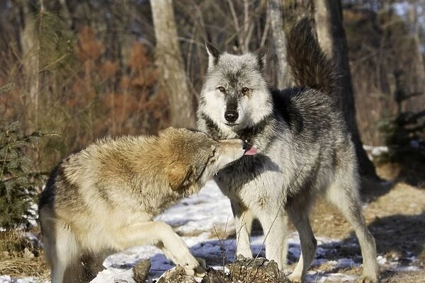 Wolf  /  Gray Wolf  /  Timber Wolf - submissive behaviour Minnesota USA