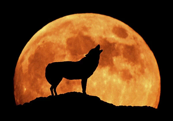 WOLF - howling at full moon, side view in silhouette