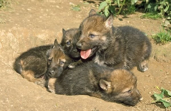 Wolf - five month old cubs