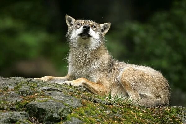 Wolf resting on rock Bavaria, Germany