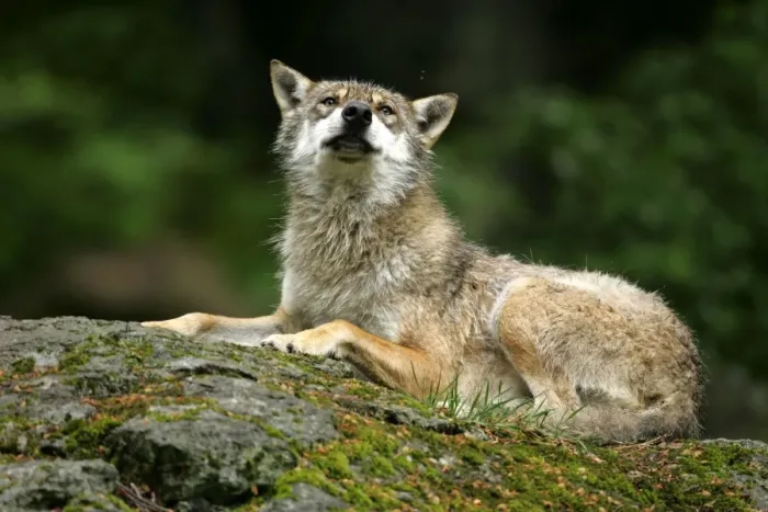 Framed Print : Wolf resting on rock Bavaria, Germany